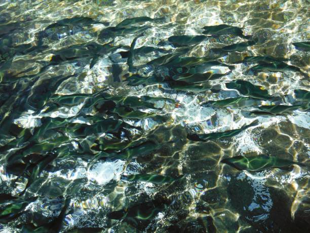 Abstract natural background of rainbow trout