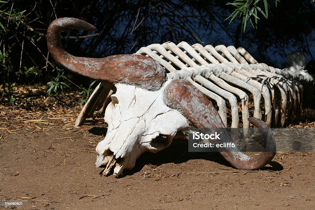 Revêtement de l'eau à Buffalo - Photo de Animal mort libre de droits