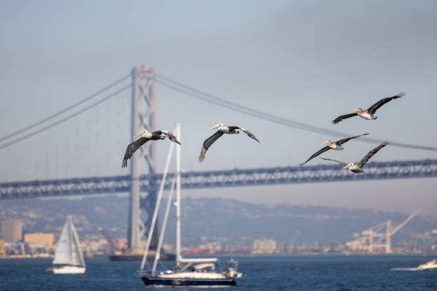 Boats line the San Francisco Bay as a pod of Pelicans flies in formation.