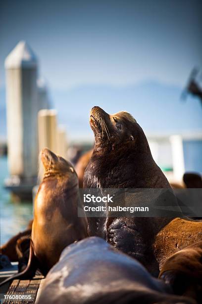 California Sea Lion At Pier 39 Stock Photo - Download Image Now