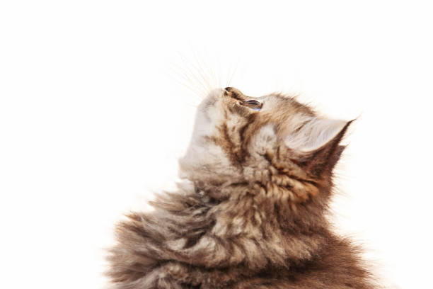istock Cheerful Persian kitten isolated on white background. 1760809341