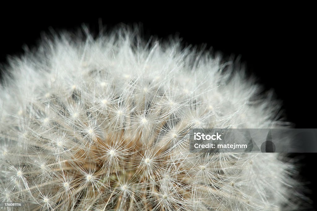 Detail of Dandelion Isolated macro detail of dandelion on black background.See also: Black Color Stock Photo