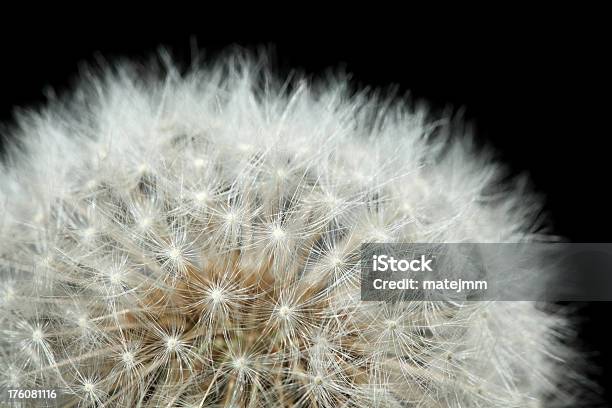 Detail Of Dandelion Stock Photo - Download Image Now - Black Color, Botany, Circle
