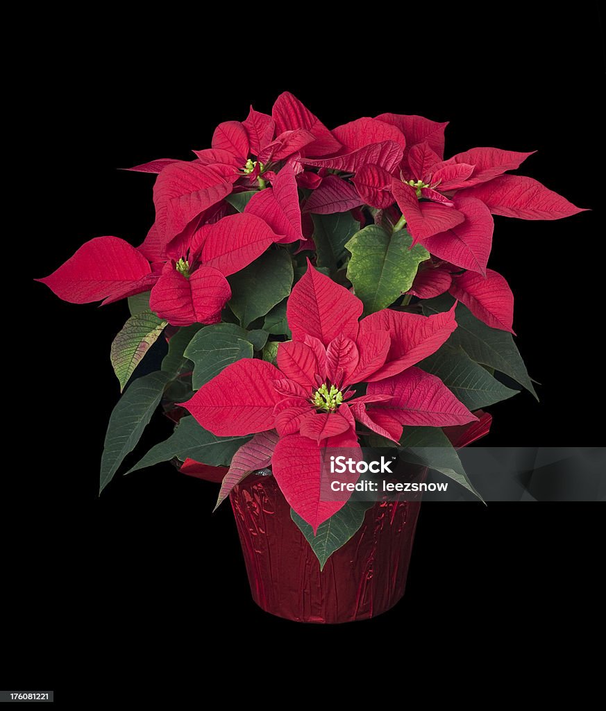 Flor de nochebuena planta sobre negro - Foto de stock de Color negro libre de derechos