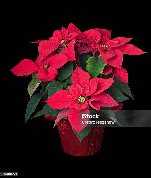 Foto de Poinsettia Fábrica Em Preto e mais fotos de stock de Bico-de-Papagaio - Bico-de-Papagaio, Cor Preta, Figura para recortar