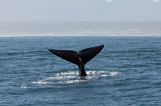 istock Tail of Southern Right Whale 176081316