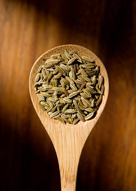 fennel stock photo