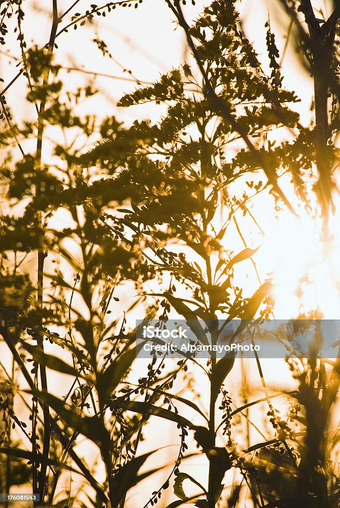 Hacia el sol serie: Solidago-I - Foto de stock de Amarillo - Color libre de derechos