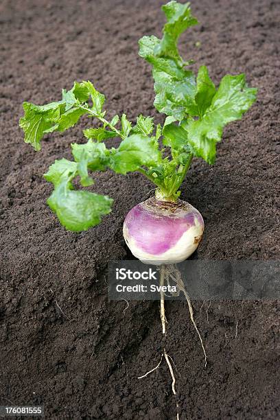 Nudo Rapa - Fotografie stock e altre immagini di Agricoltura - Agricoltura, Albero spoglio, Alimentazione sana