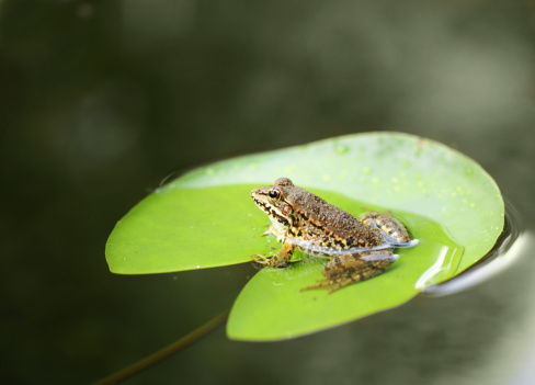 On a lily pad.