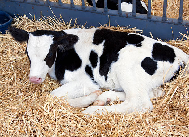 istock Baby Holstein calf 176081581