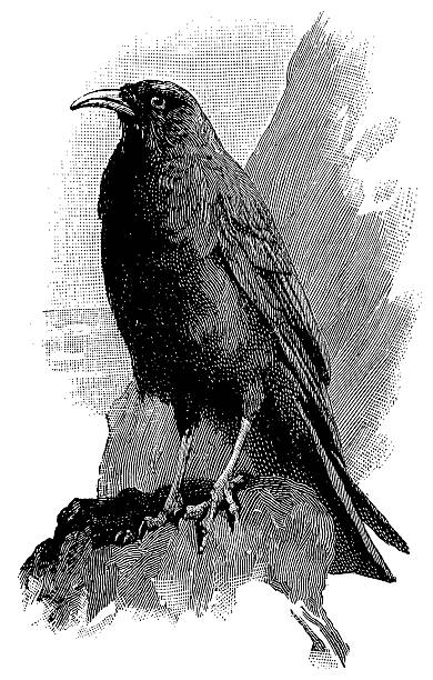 chough/античный птица иллюстрации - bird flying inside of crow stock illustrations