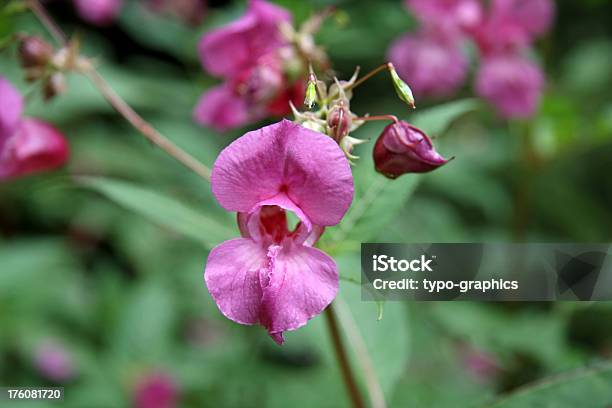 Impatiens Glandulifera Himalayan Balsam Stock Photo - Download Image Now - Ornamental Jewelweed, Backgrounds, Extreme Close-Up
