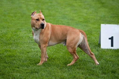 American Staffordshire Terrier dog portrait