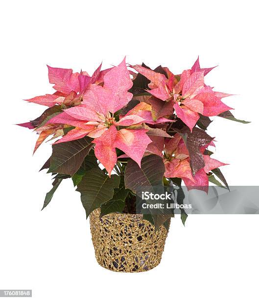 Weihnachtssternblumen Stockfoto und mehr Bilder von Weihnachtsstern - Weihnachtsstern, Rosa, Weißer Hintergrund