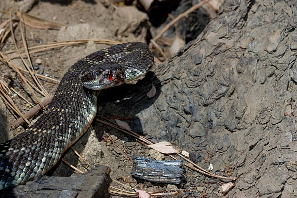 istock Injured Rattler 176081882