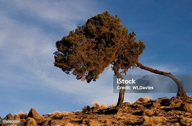 Photo libre de droit de Battu Par Le Vent Arbres Sur Un Affleurement Rocheux banque d'images et plus d'images libres de droit de Croissance