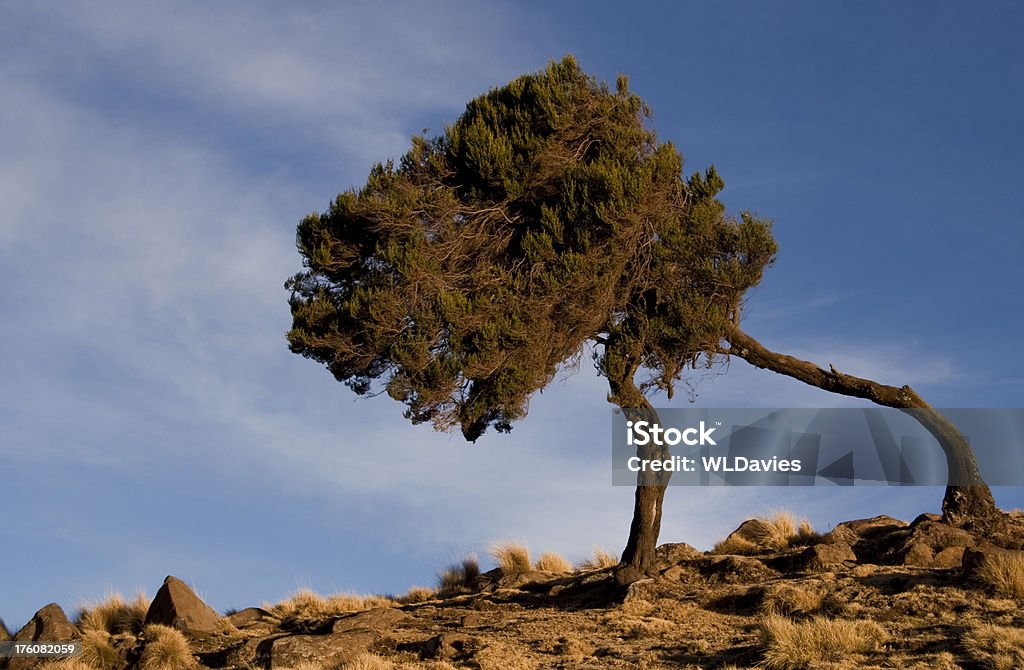 바람이 스치는 나무 한 록키 노두 - 로열티 프리 성장-개념 스톡 사진