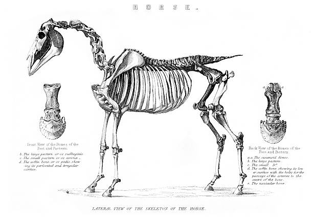 stary konia - animal skull animal bone anatomy animal stock illustrations