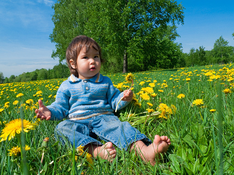boy collecting dandelions in a field