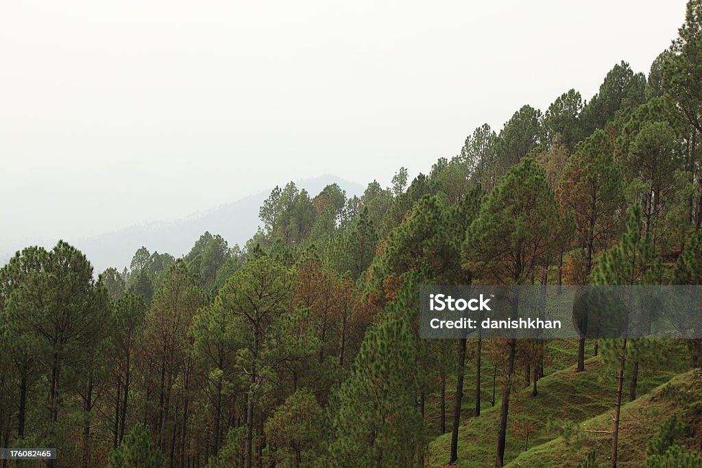 Bosque de pinos, Balakot 3.188 cuadrados - Foto de stock de Aire libre libre de derechos