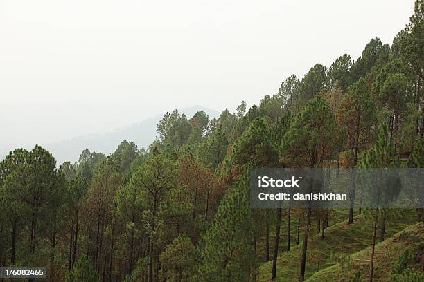 Bosque De Pinos Balakot 3188 Cuadrados Foto de stock y más banco de imágenes de Aire libre - Aire libre, Arbolado, Asia