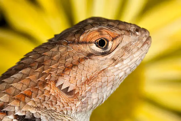 Photo of Spiny Lizard with Daisy Background