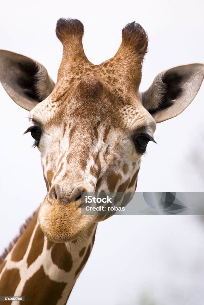 Жираф portait - Стоковые фото Вертикальный роялти-фри