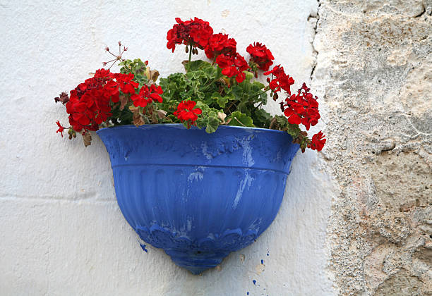 red flowers in blue flower pots