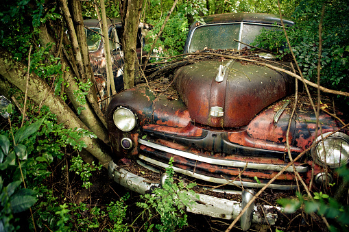 Vintage rusty car covered in foliage and broken tree branches.
