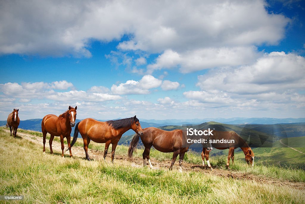 Caballos salvajes - Foto de stock de Aire libre libre de derechos