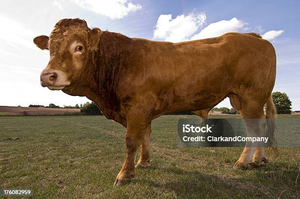 Foto de Touro Limousin e mais fotos de stock de Gado Limousin - Gado Limousin, Fêmea de mamífero, Gado Doméstico Bovino