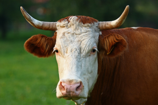 Cut out cow, isolated black and white looking gentle with a pink nose