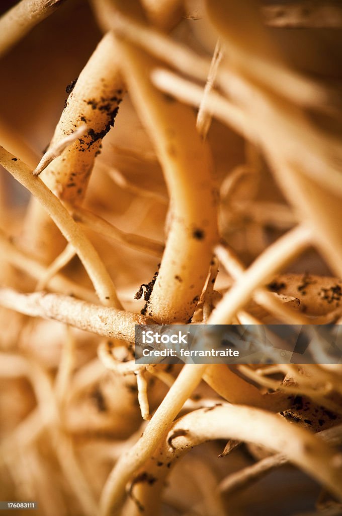 Gingseng raízes - Royalty-free Crescimento Foto de stock