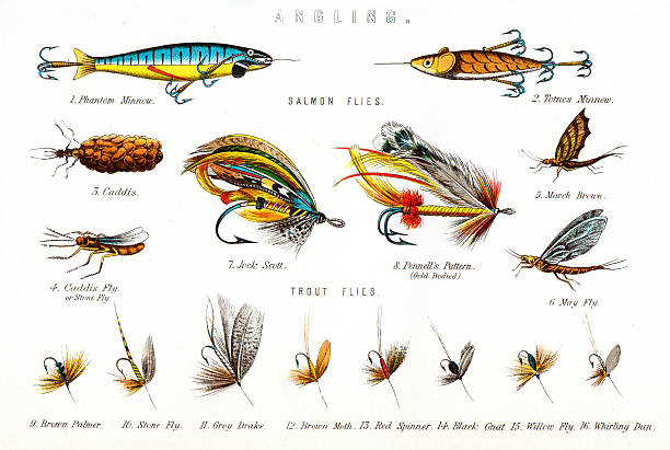 Fishing Flies - Angling Vintage engraving of various Fishing Flies, including - Salmon flies, Phantom Minnow, Totnes Minnow, Caddis, March Brown, Jock scott, Pennell's Pattern, Caddis Fly, May fly, Trout flies, Brown palmer, Stone fly, Grey drake, Brown, Red spinner, Black gnat, Willow fly, Whirling dun. fishing bait illustrations stock illustrations