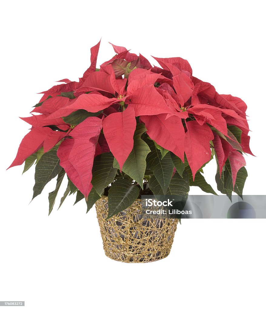 Poinsettia fleur - Photo de Cultures libre de droits