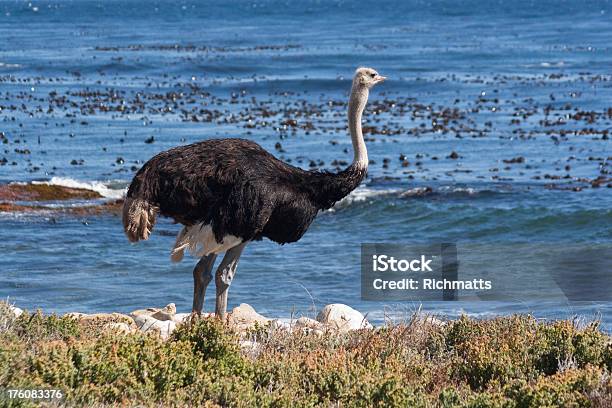 Foto de Avestruz Em Pé De Frente Para O Mar e mais fotos de stock de Animais Machos - Animais Machos, Animal, Animal selvagem