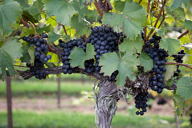 Mature Wine Grapes on the Vine stock photo