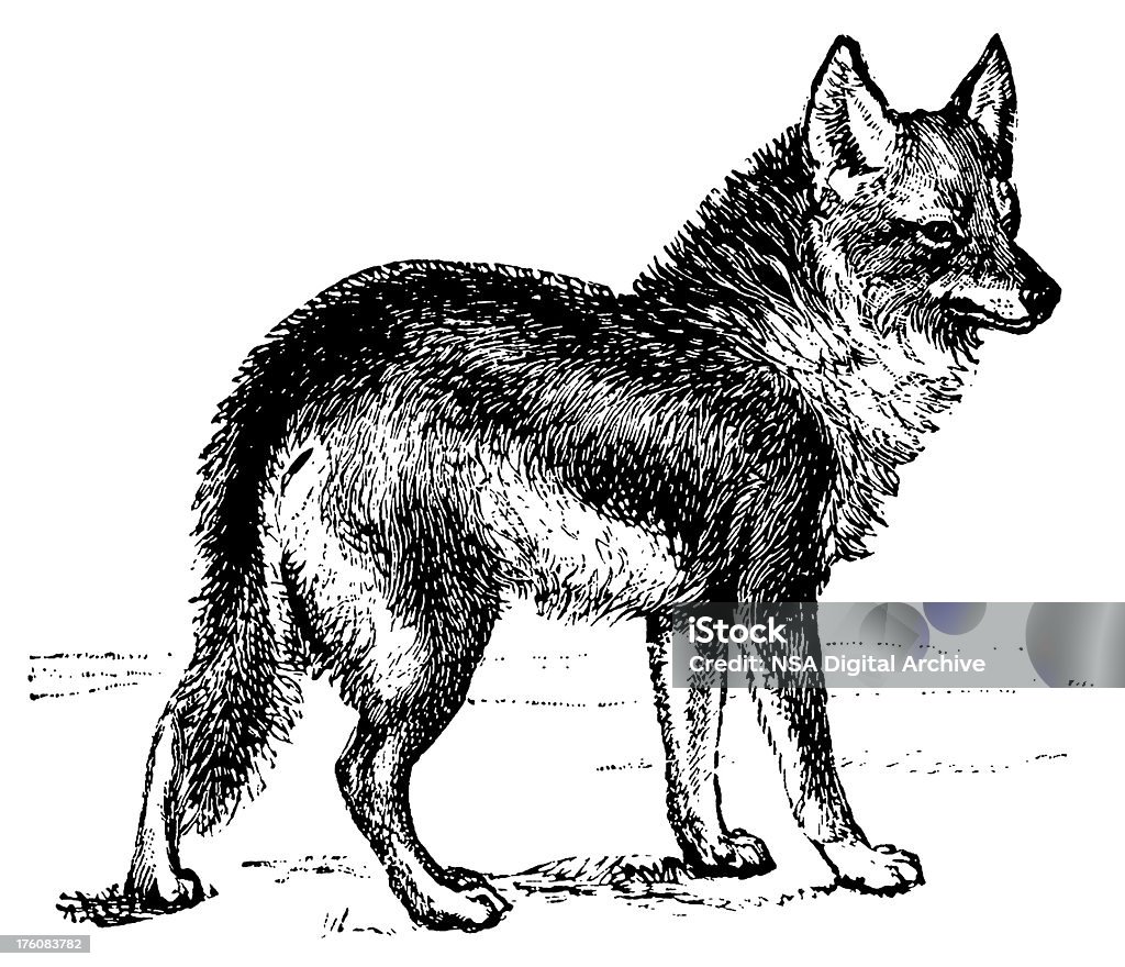 Coyote/antigo ilustrações de animais - Ilustração de Coiote - Cão Selvagem royalty-free