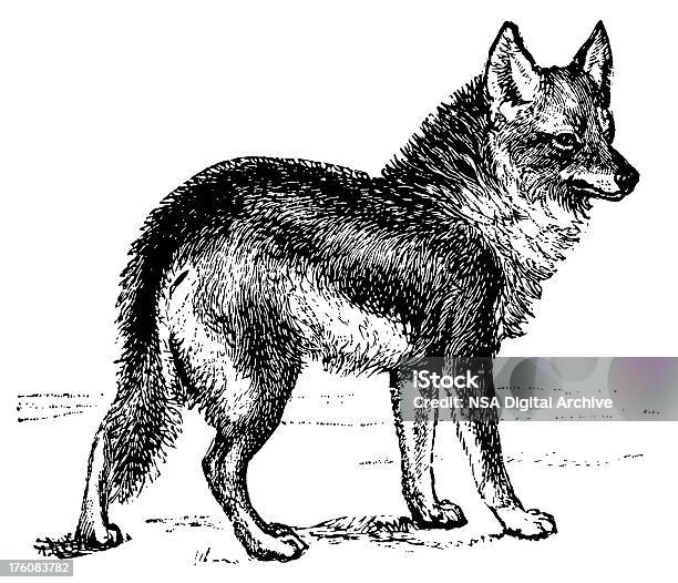 Vetores de Coyote Antigo Ilustrações De Animais e mais imagens de Coiote - Cão Selvagem - Coiote - Cão Selvagem, Ilustração e Pintura, Lobo - Cão Selvagem