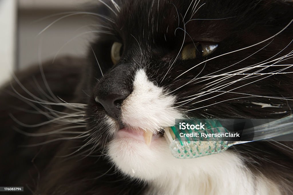 Gato Maine Coon higiene dentária. - Foto de stock de Gato doméstico royalty-free