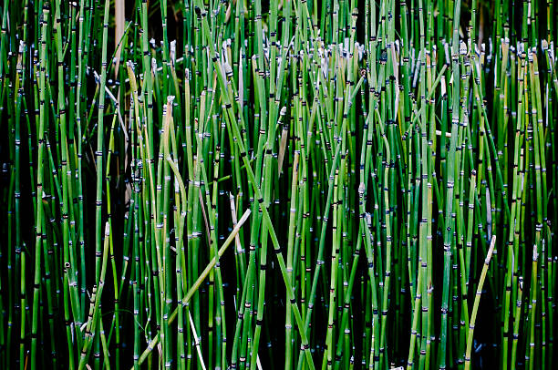 Horsetails Horsetail background.More green images: horsetail bamboo stock pictures, royalty-free photos & images