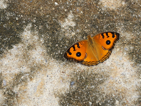 The Peacock Pansy ( Junonia almana ) butterfly spreading wings on gray and brown stone ground, Pattern similar to the eyes on the wing of orange color insect