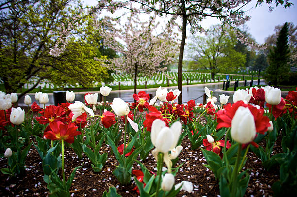 Fiori at Arlington - foto stock