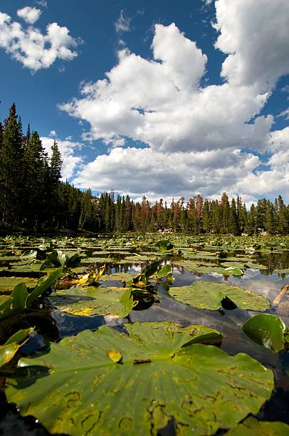 istock Rocky Mountain Lily Pads 176084396