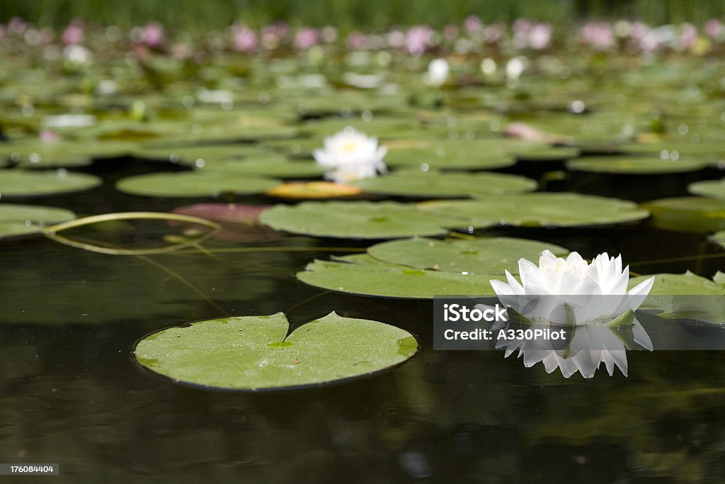 Lago delle ninfee - Foto stock royalty-free di Acqua