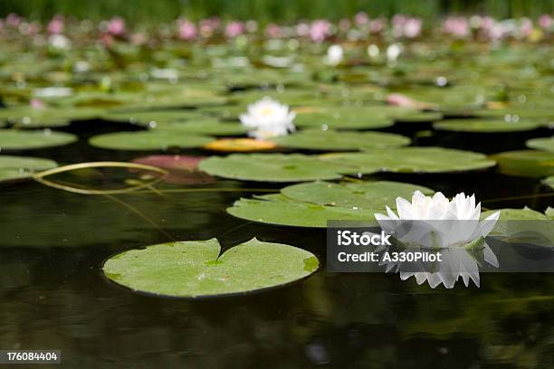 Lago Delle Ninfee - Fotografie stock e altre immagini di Acqua - Acqua, Ambientazione esterna, Ambiente