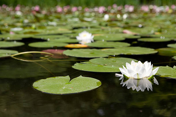 lily pond - gardden zdjęcia i obrazy z banku zdjęć