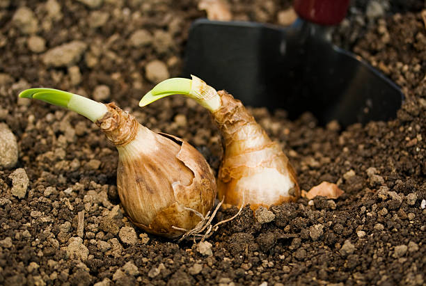 istock Planting Daffodil Bulbs in Soil 176084448