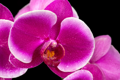 A closeup shot of purple Phalaenopsis orchid flowers with water droplets